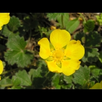 Potentilla Megalantha (fam. Rosacees) (Japon, Kamchatka, Iles Kouriles) (6)